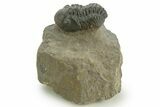 Detailed Reedops Trilobite - Atchana, Morocco #376981-3